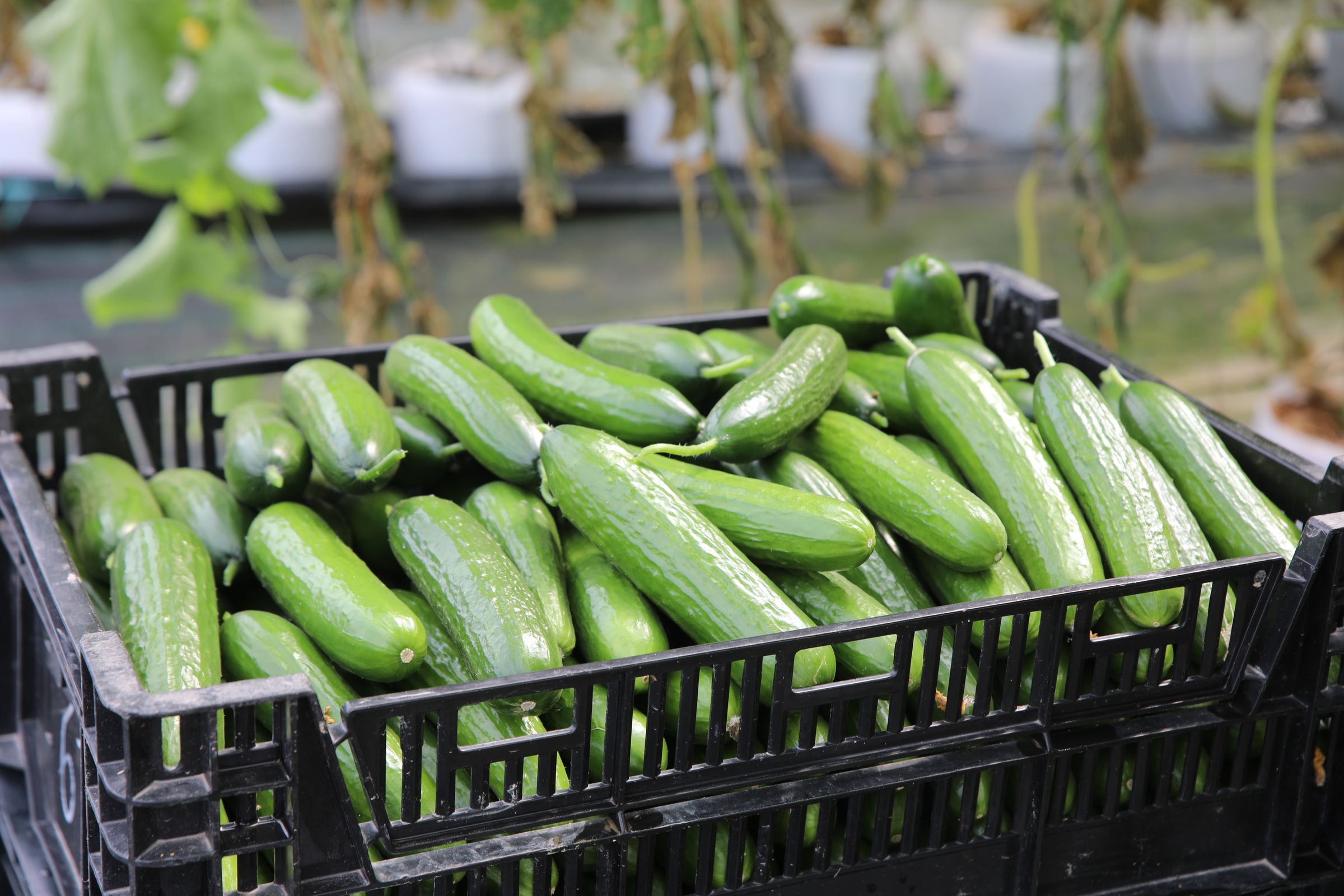 Fresh low-potassium green cucumbers harvested for a kidney disease diet